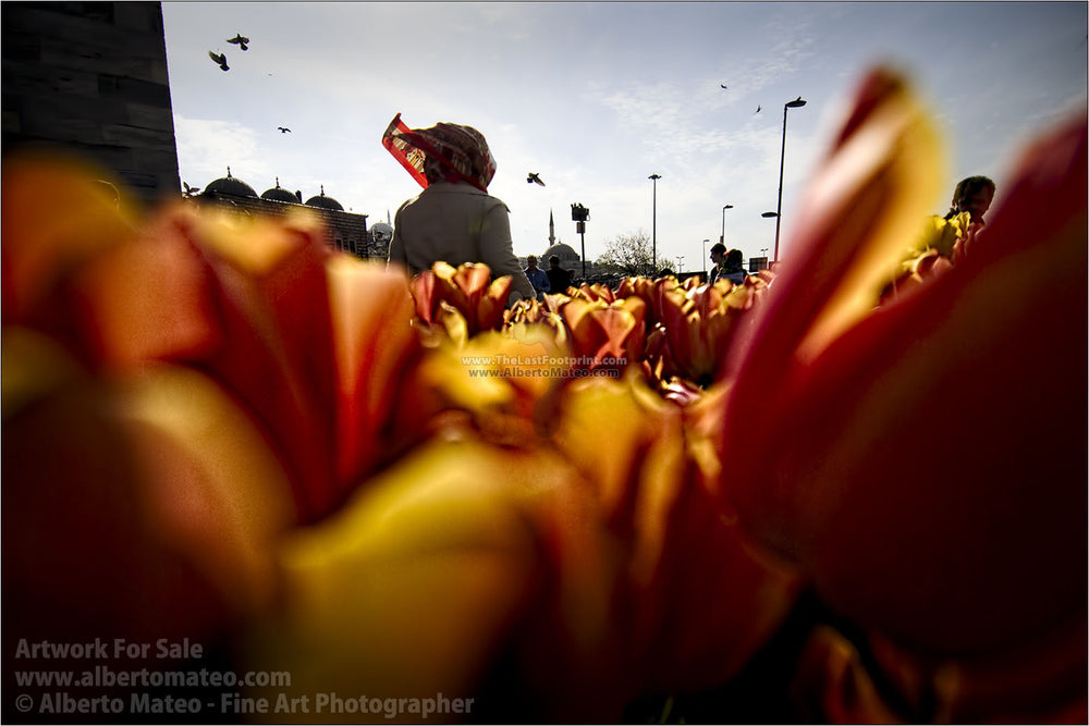Tullips in spring, Istanbul, Turkey. | Unlimited Edition Print.