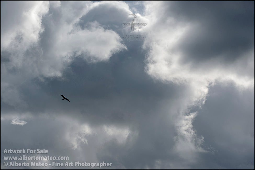 Seagull and clouds, Jokulsarlon, Iceland.