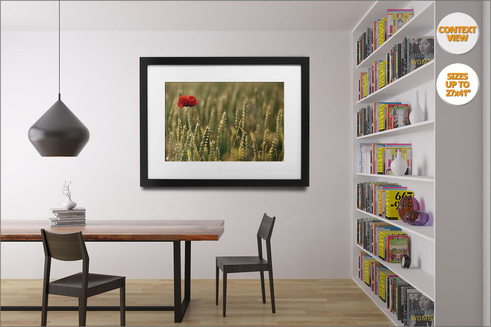 Poppy flower in wheat fields, Aero Island, Denmark. | Open Edition Print hanged in reading room.