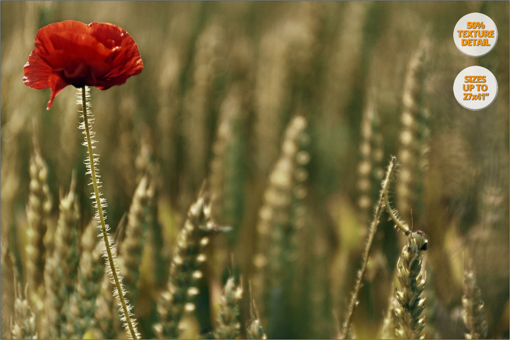 Poppy flower in wheat fields, Aero Island, Denmark. | 50% Detail View.