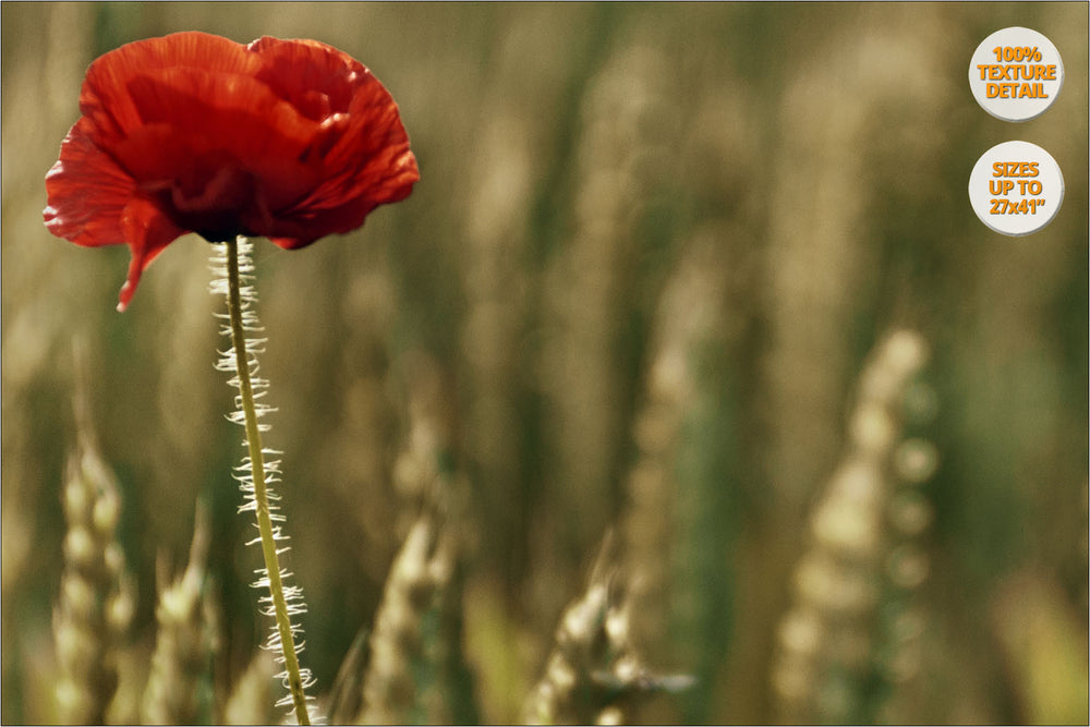 Poppy flower in wheat fields, Aero Island, Denmark. | 100% Magnification Detail.