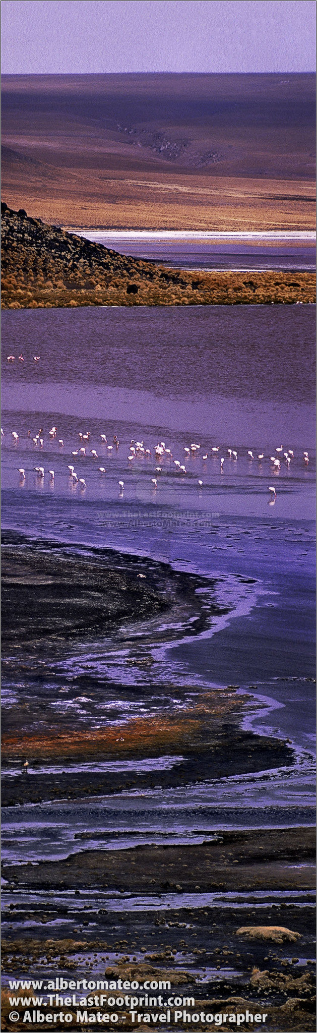 Flamingos in Laguna Colorada, Bolivia. | Vertical Panorama.