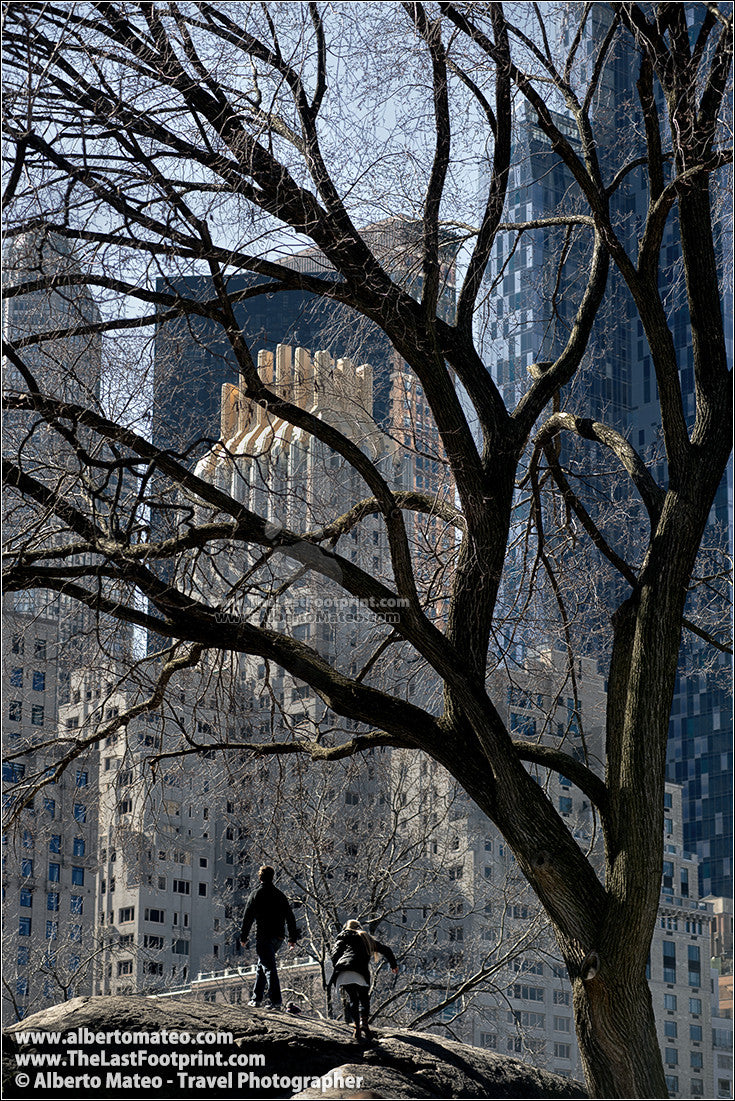 Couple under tree shilouettes in Winter, Central Park, New York.