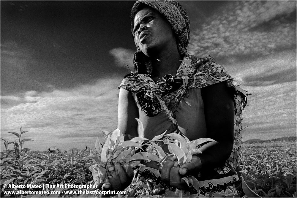 Woman harvesting tea, Malawi, Africa.