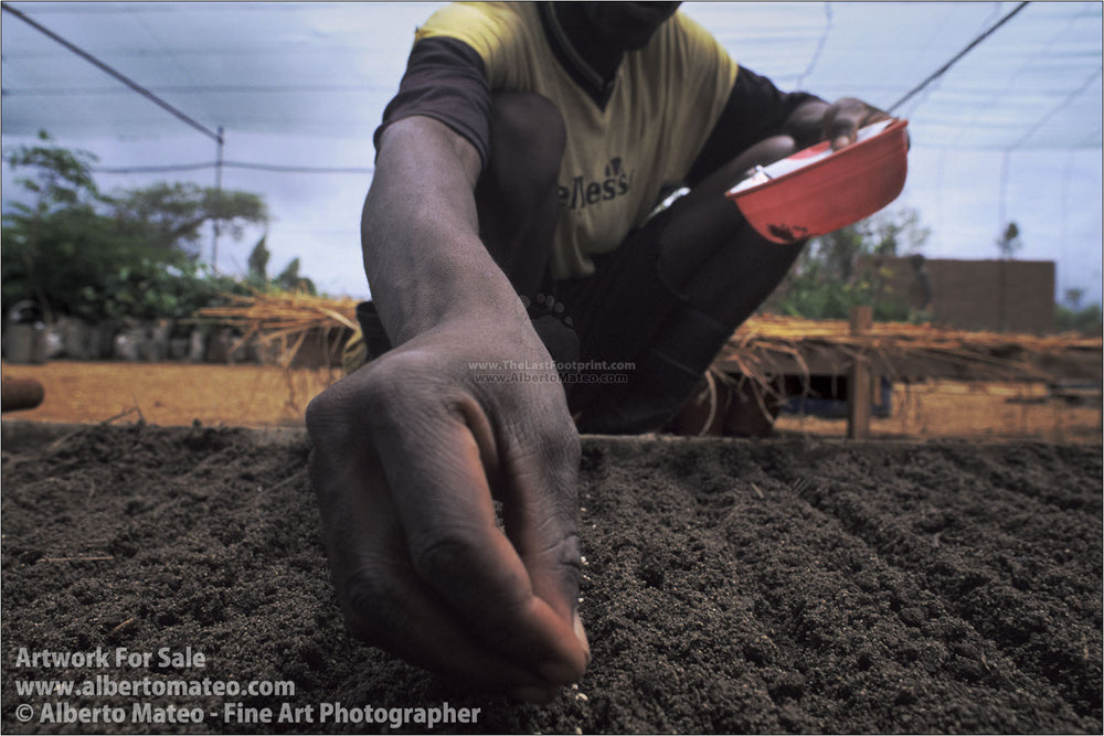 Man planting seeds, Mangochi, Malawi. | Open Edition Print.