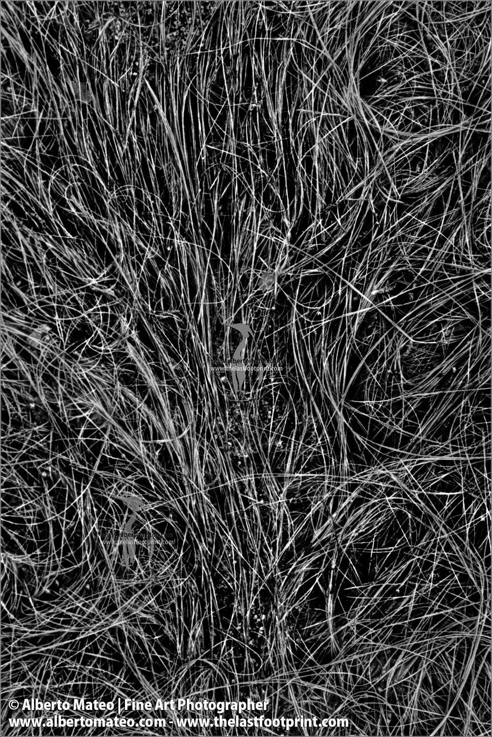 Herbs in brook, Abstract Landscape Series.