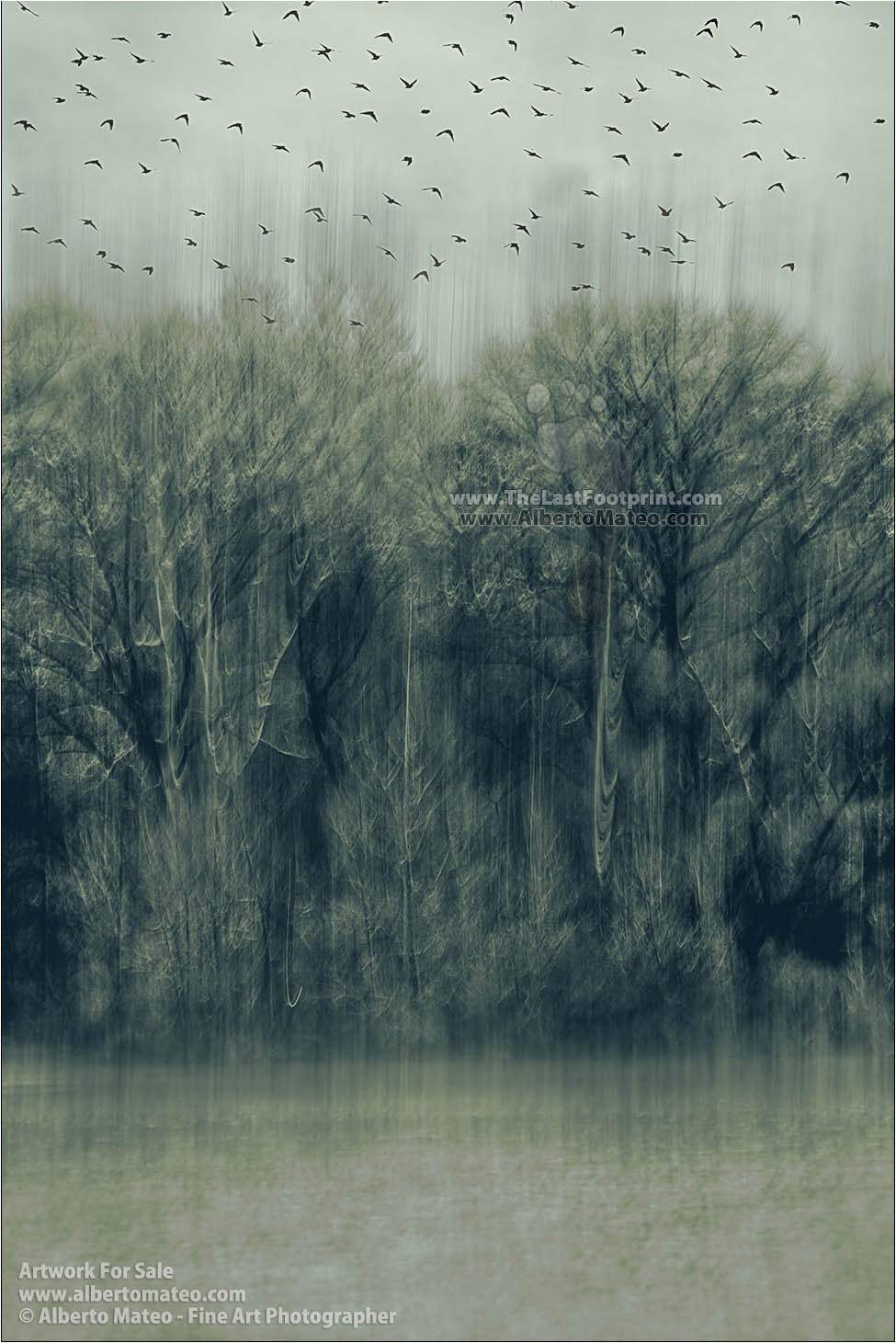 Trees in Central Park in Winter, Manhattan, New York. | Full view.