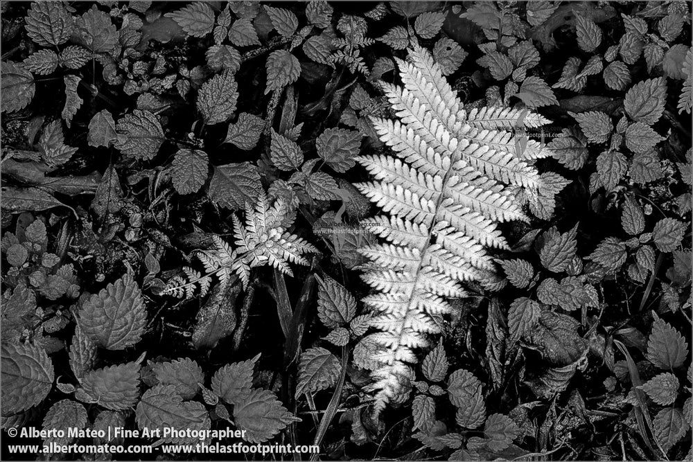 Ferns, Mulanje Massiff, Malawi, Africa.
