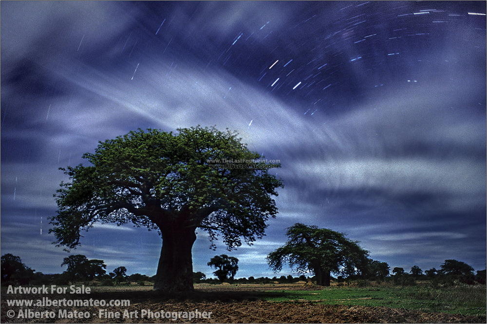 Baobabs under full moon, Mangochi, Malawi. | By Alberto Mateo, Fine Art Photographer.