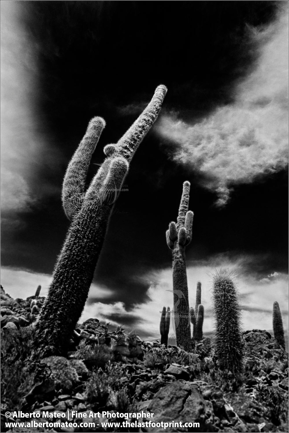 Cactus, Inca Huasi, Salar de Uyuni, Bolivia.