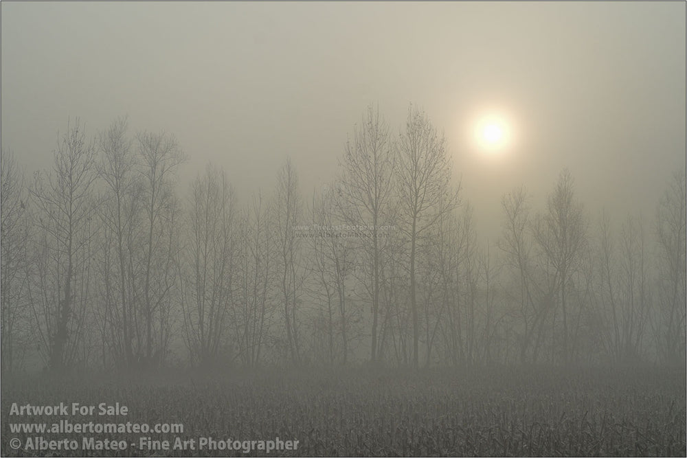Corn fields in winter, fog, Brugine, Padova, Italy.