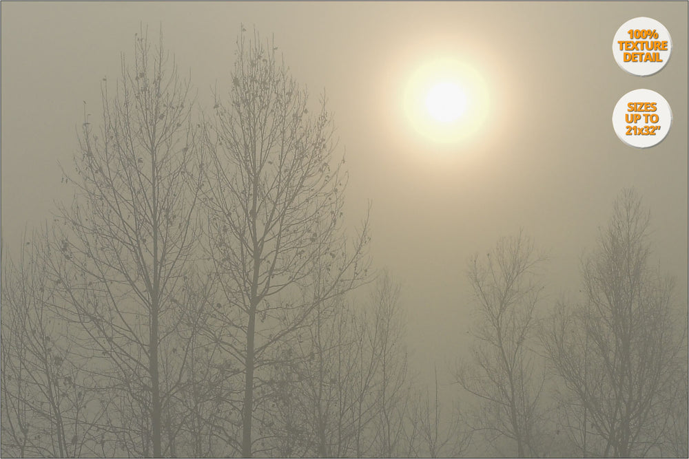 Fog in corn fields in winter, fog, Brugine, Padova. | 100% Print Detail.