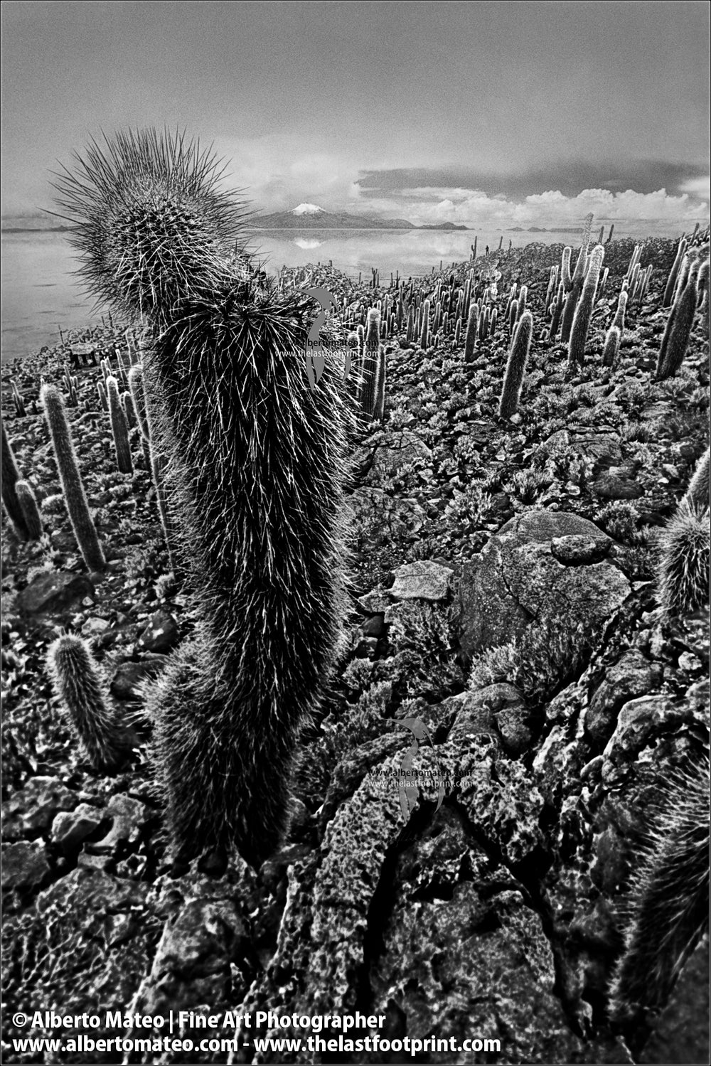 Cactus detail, Inca Huasi, Salar de Uyuni, Bolivia.