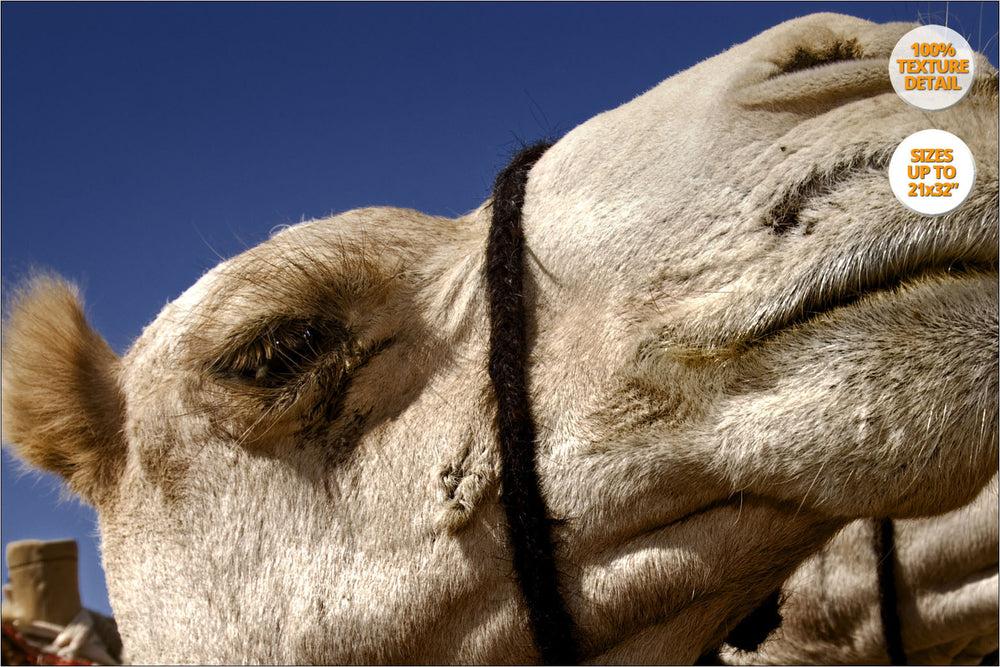 Bedouin and camels, Marsa Alam, Egypt. | 100% Detail View.