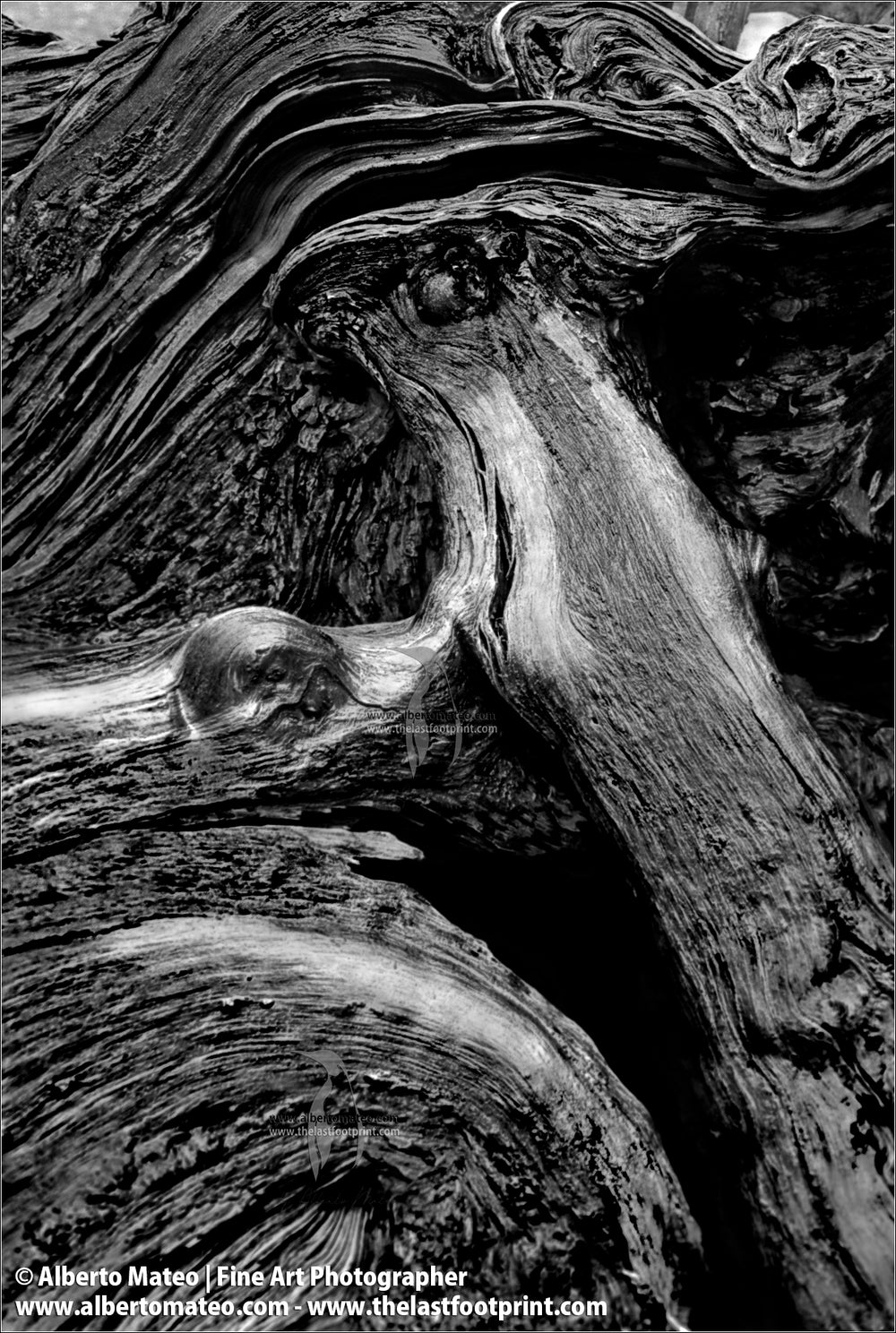 Roots, Pyrenees, Spain. Abstract Landscape Series.