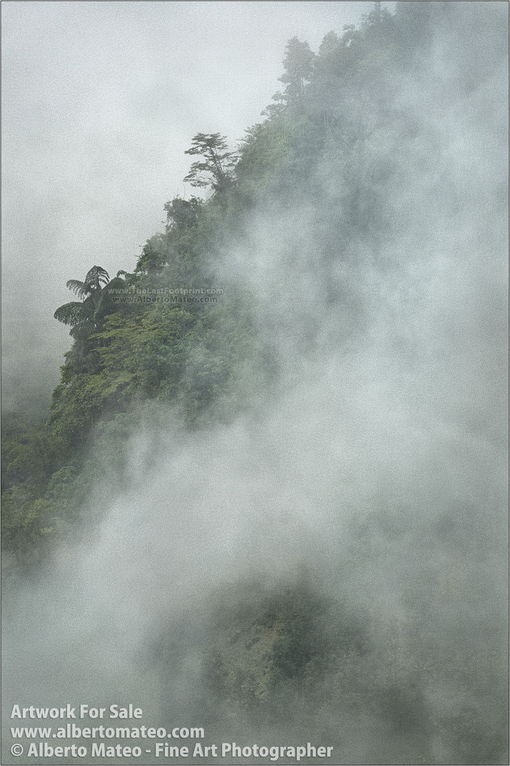 Tree in the fog, Bac Ha Mountains, Vietnam. | General view.