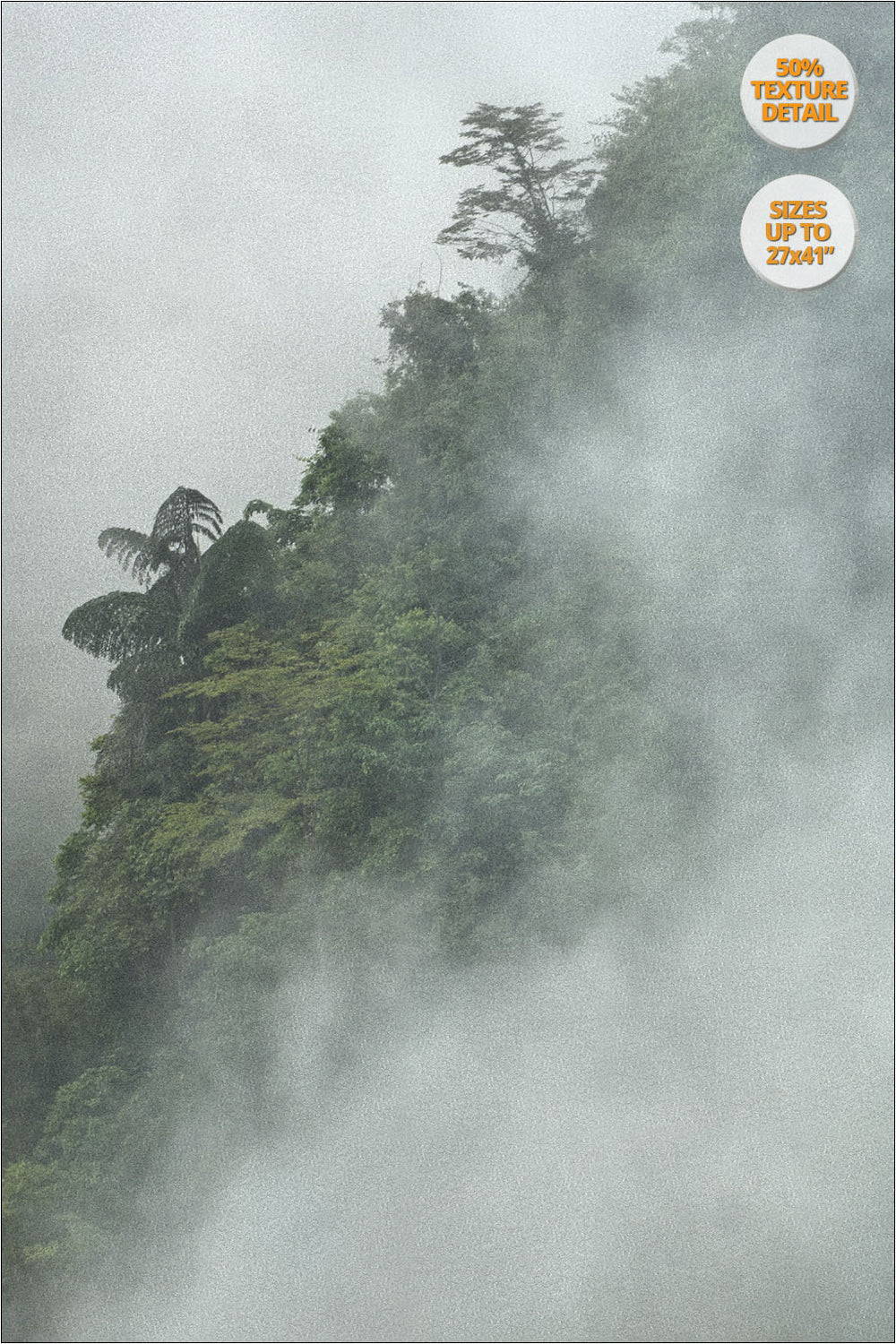 Tree in the fog, Bac Ha, Vietnam. | 50% Print Detail.