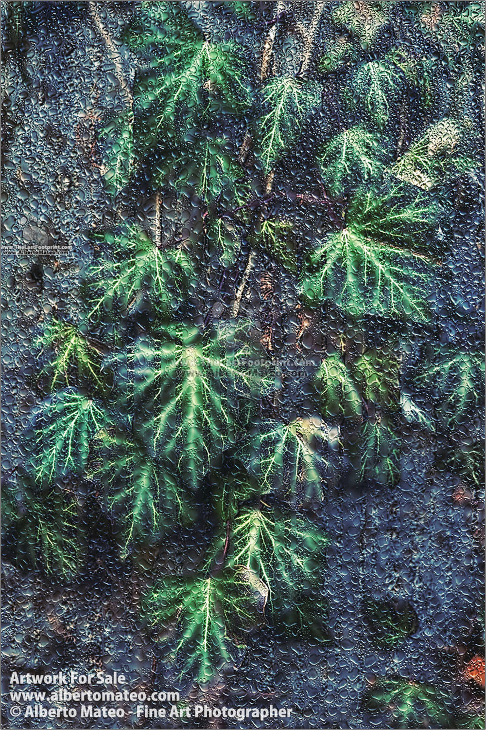 Leaves in Winter, Central Park, New York. | From "New York though the Rain Series".