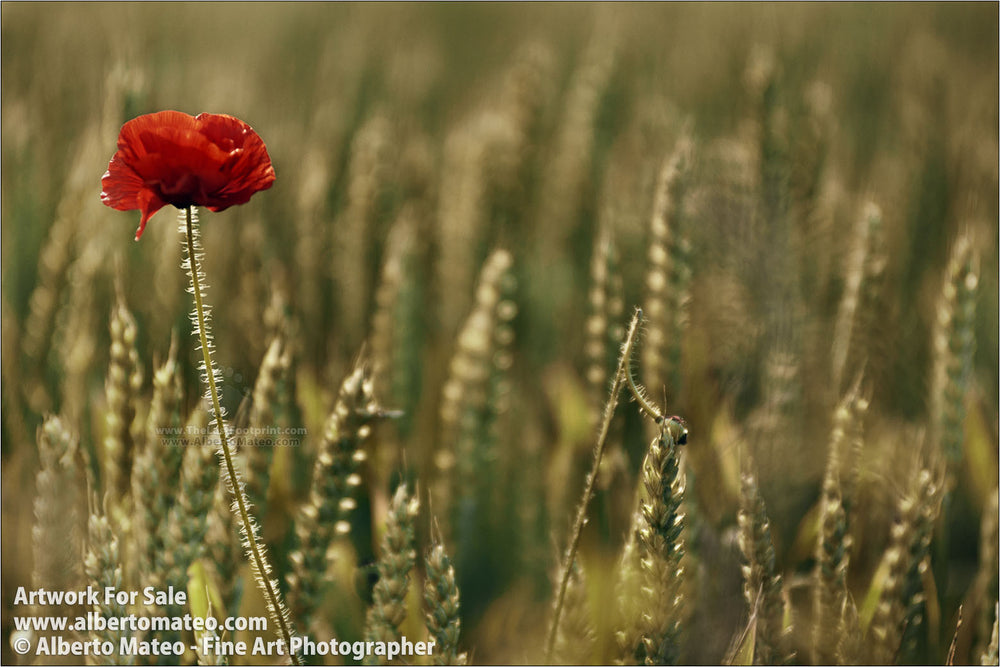 Poppy flower in wheat fields, Aero Island, Denmark. | Original Fine Art Print.
