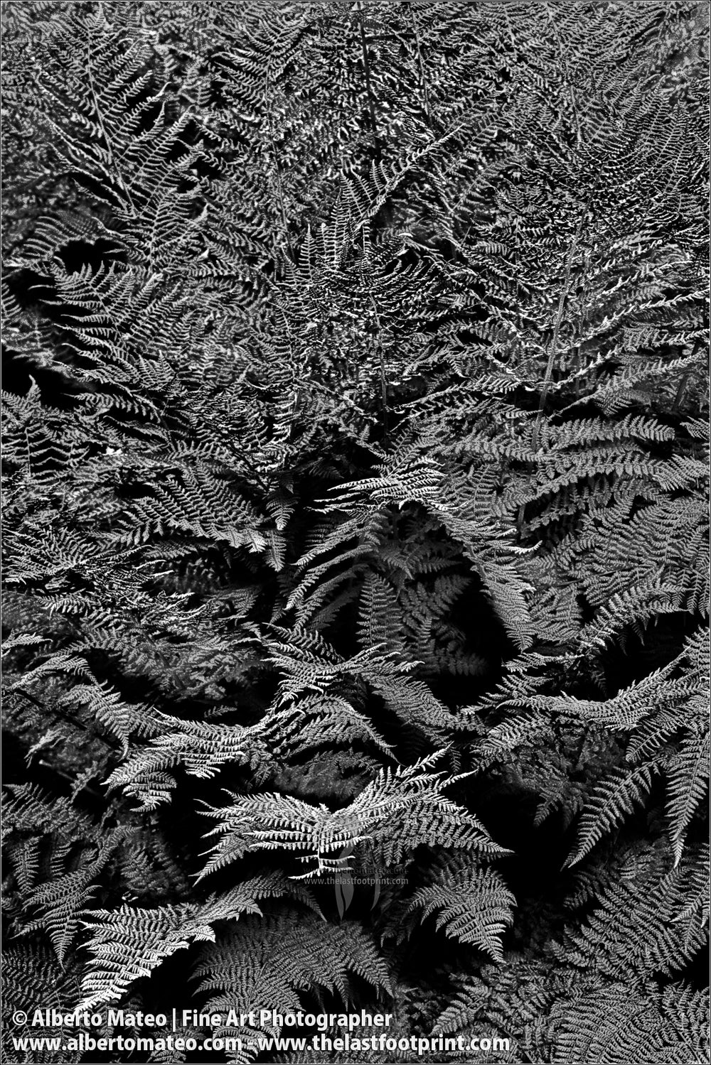 Ferns, Pyrenees, Spain.