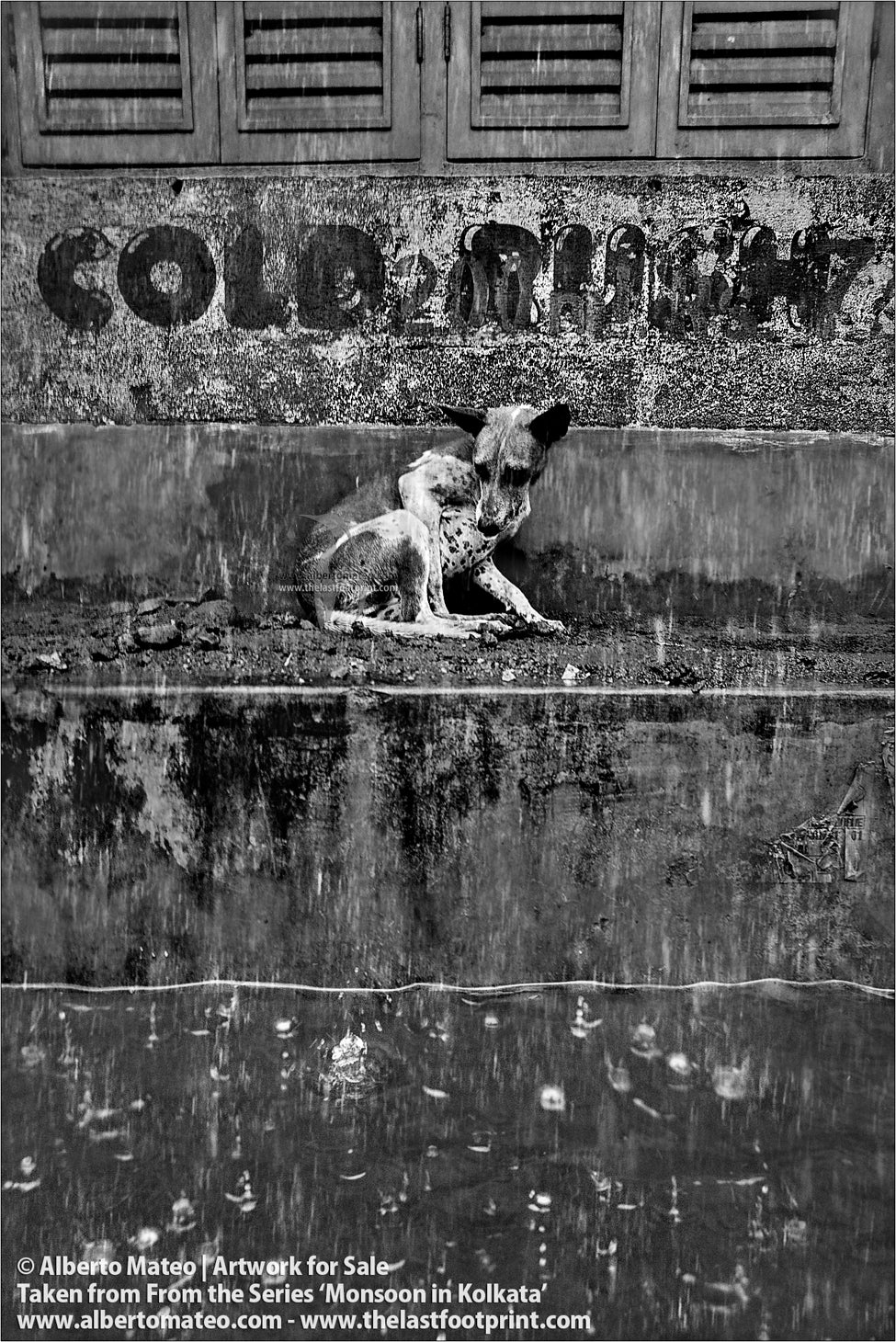 Dog watching the rain, Shibpur, Kolkata, Bengal, India.