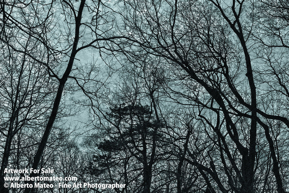 Tree shilouettes, Central Park in Winter, New York. | Full view of the Print.