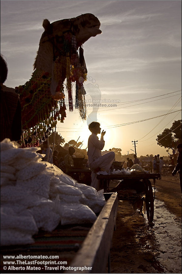 Boy eating peanuts, Camel in Pushkar Fair, Rajastan.