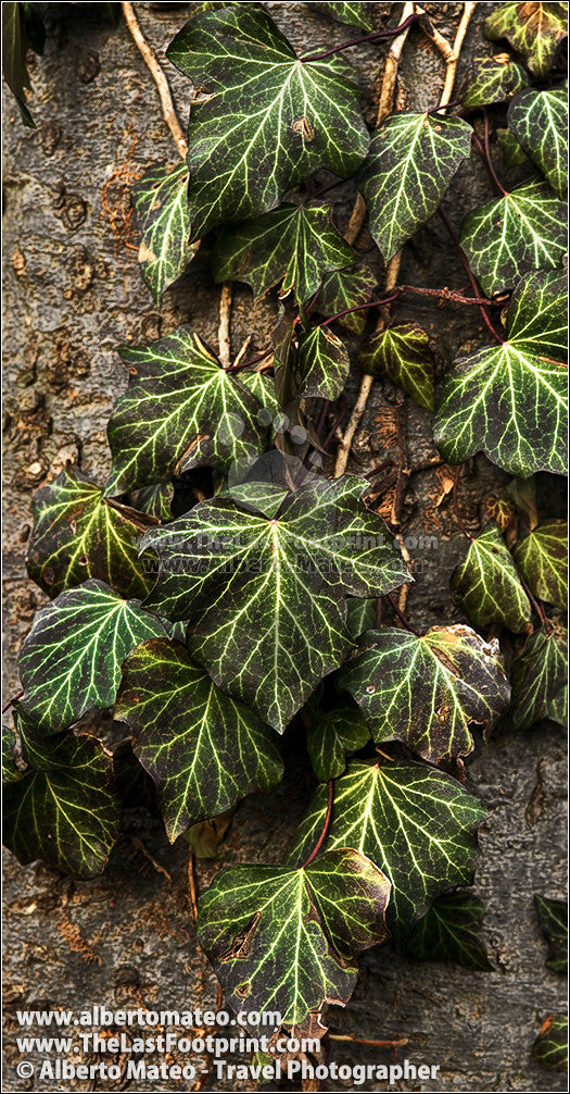 Leaves detail in Central Park, Winter, New York. | Cropped for Pinterest.