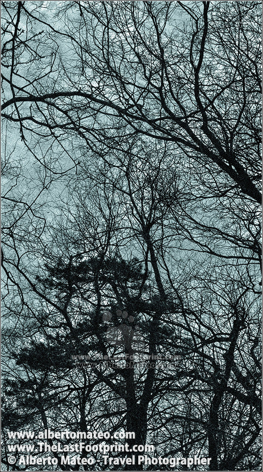 Tree shilouettes, Central Park in Winter, New York. | Unlimited Edition Print.