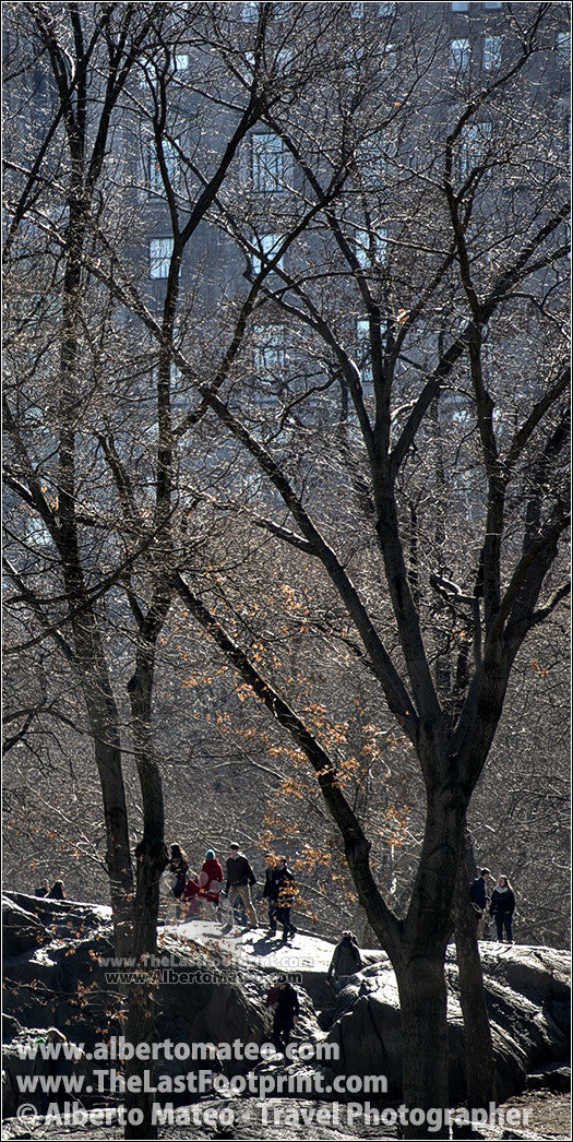Tree shilouettes in Winter, Central Park, New York.  | Unlimited Edition Fine Art Print.