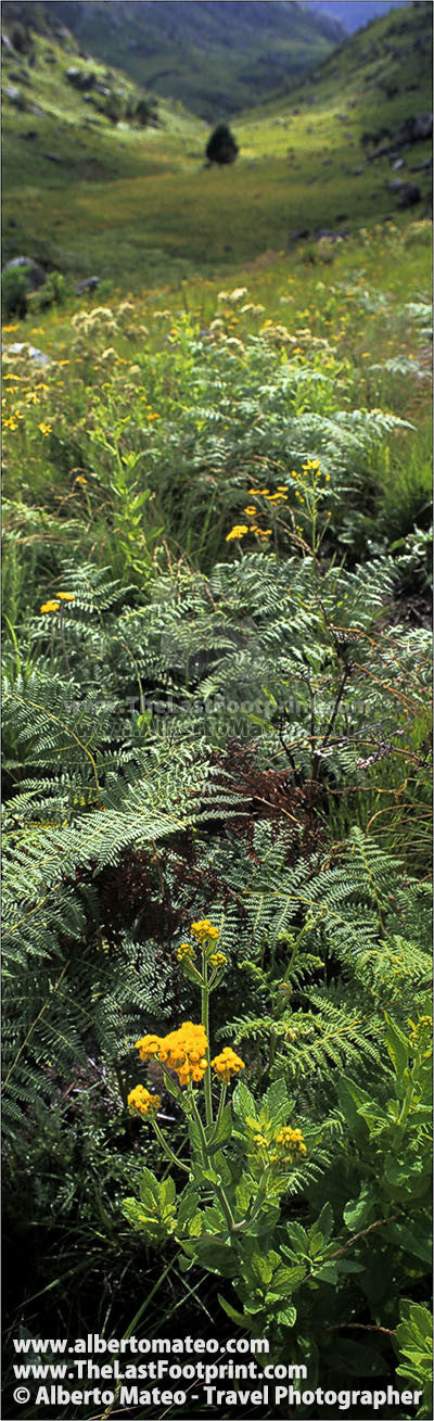 Vegetation in Mulanje Massif, Malawi. | Cropped for Pinterest.