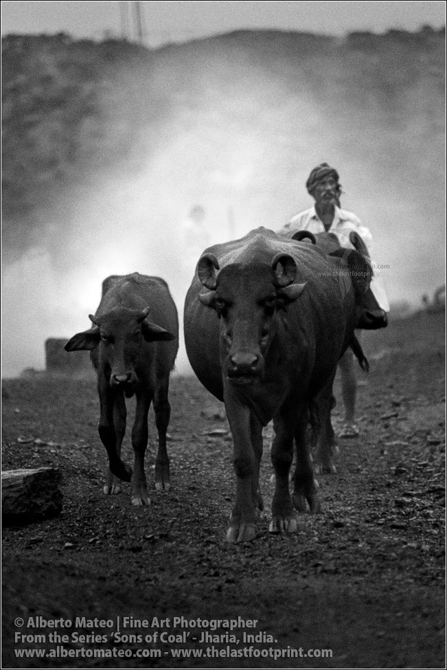 Buffalos in Coal Fields, Sons of Coal Series.